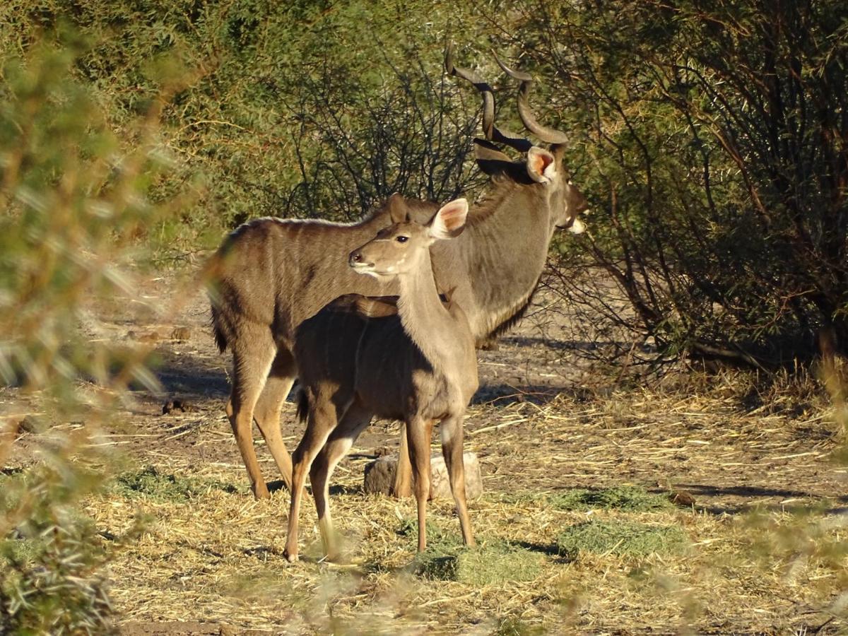 Teri-Lemveli Lodge Beaufort West Kültér fotó